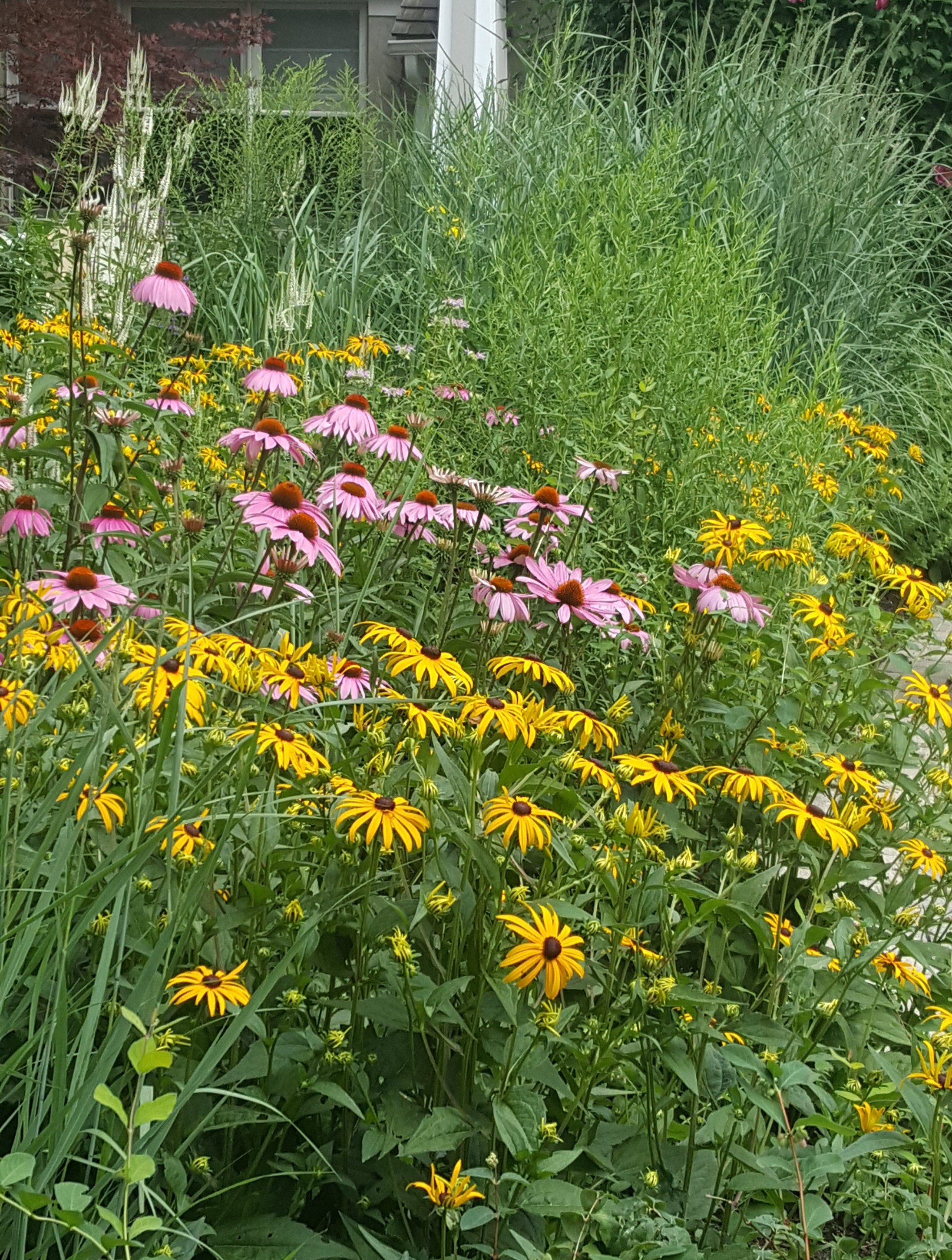 Lantern in a shady garden