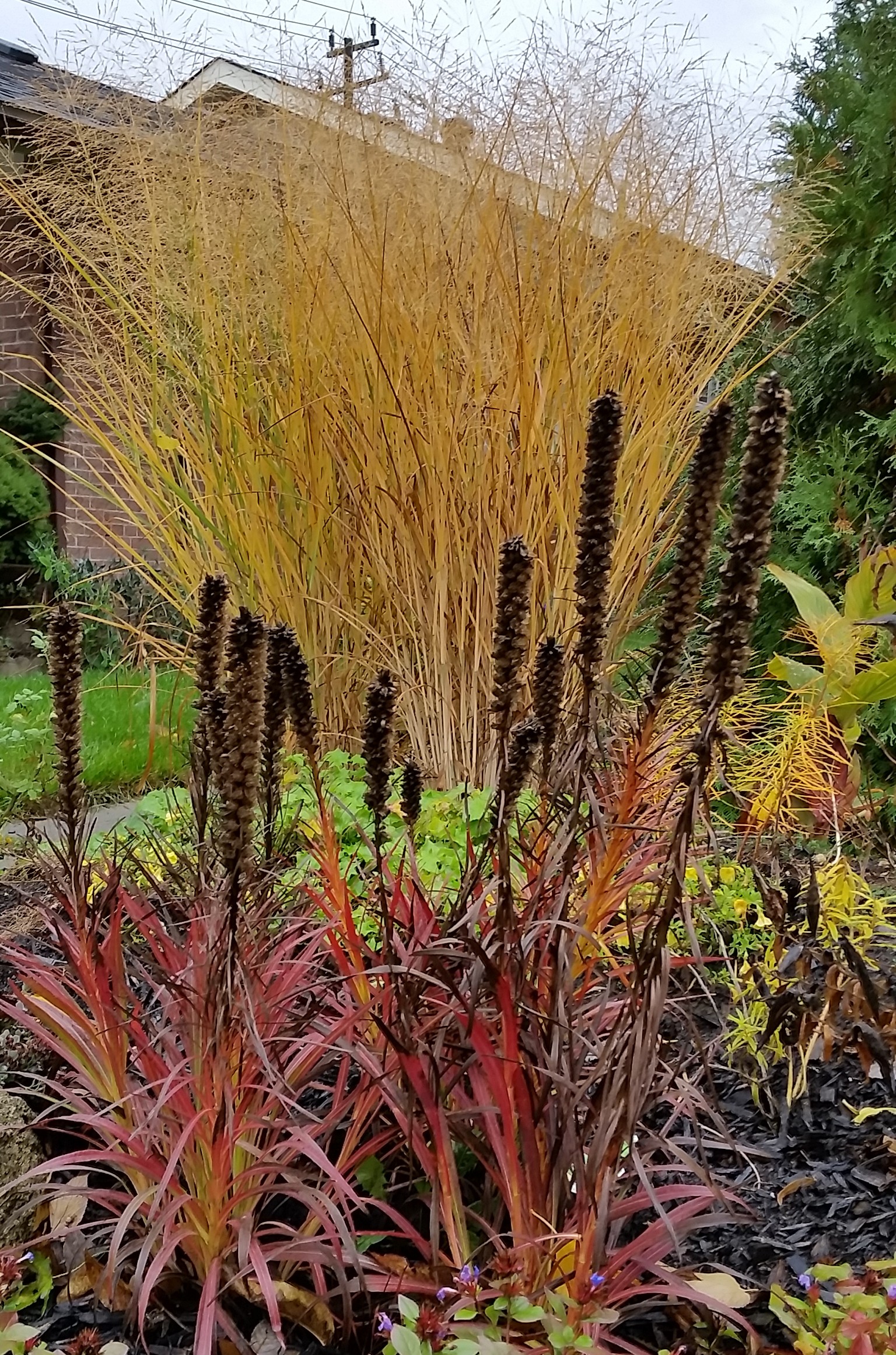 Fall Colours in the Garden